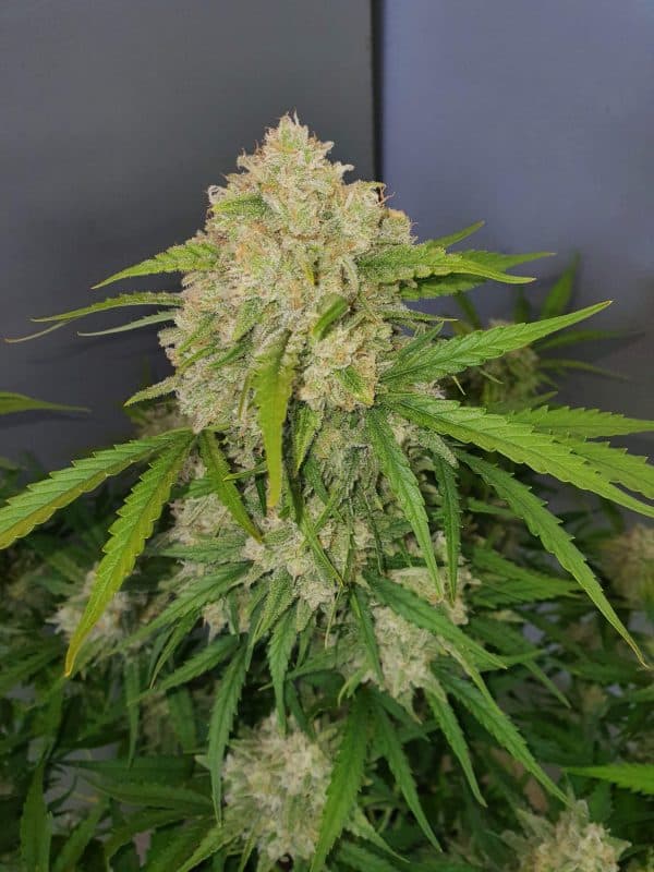 Cannabis-Seed 27 - Green Crack Auto 04_420.mt