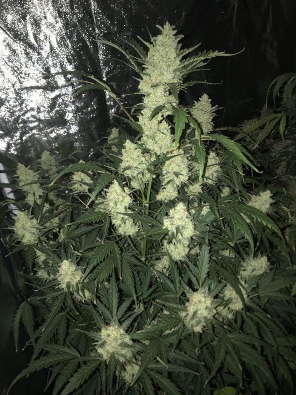 Cannabis-Seed 28 - Stardawg Auto 02_420.mt