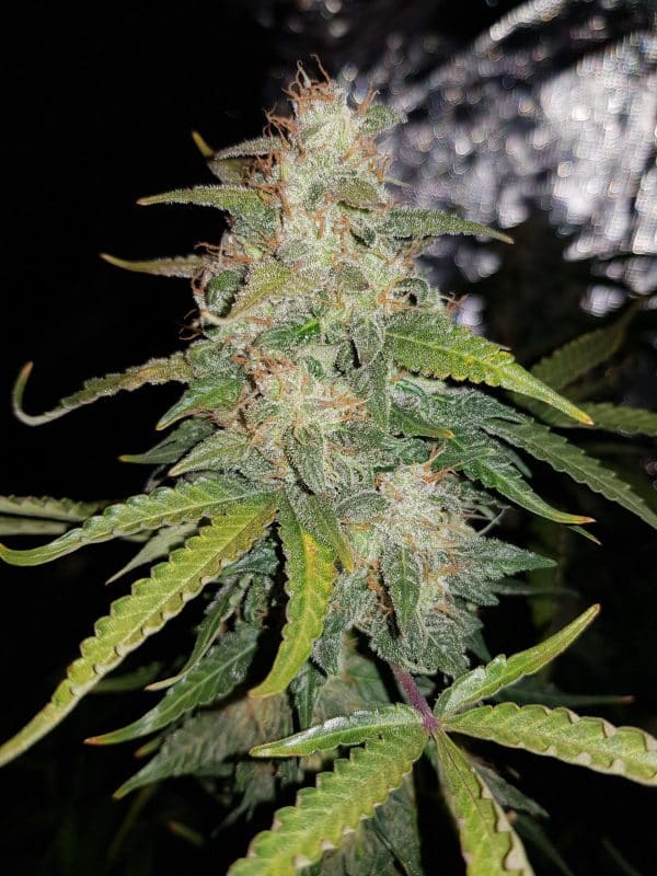 Cannabis-Seed 28 - Stardawg Auto 04_420.mt