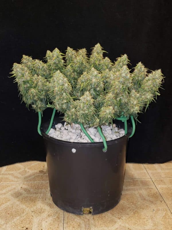 Cannabis-Seed 30 - Six Shooter Auto 03_420.mt