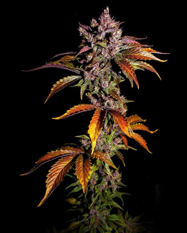 Cannabis-Seed 31 - Blackberry Auto 02_420.mt