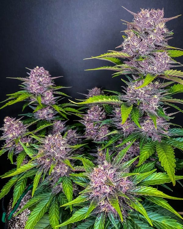 Cannabis-Seed 31 - Blackberry Auto 04_420.mt