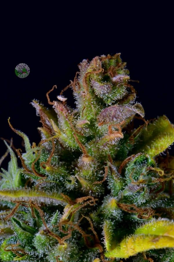 Cannabis-Seed 35 - CBD Auto 02 20I1_420.mt
