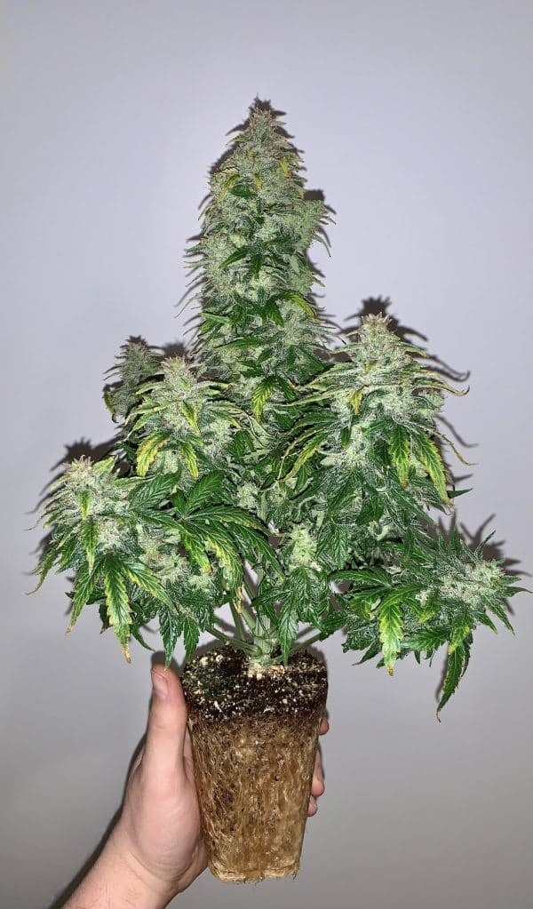 Cannabis-Seed 35 - CBD Auto 05 20I1_420.mt
