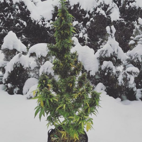 Cannabis-Seed 40 - Californian Snow Auto 05_420.mt