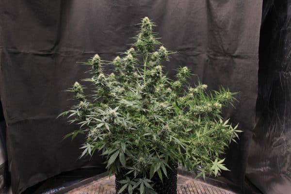 Cannabis-Seed 42 - Jack Herer Auto 04_420.mt