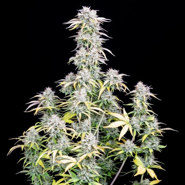 Cannabis-Seed 43 - Big Bud Auto 02_420.mt