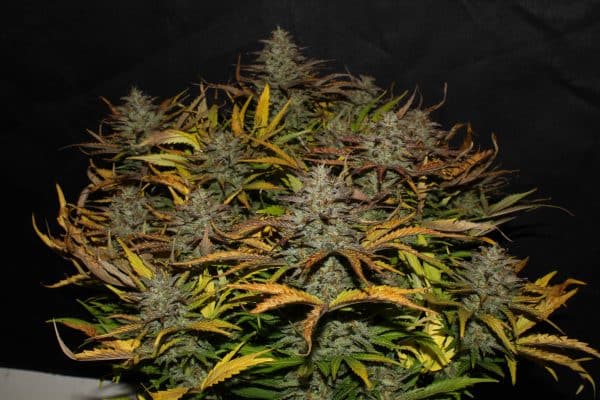 Cannabis-Seed 45 - Cheese Auto 04_420.mt
