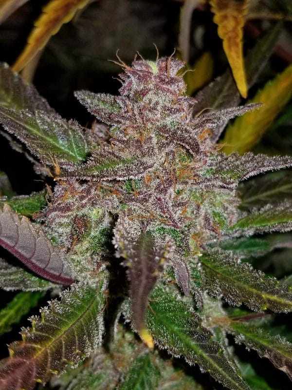Cannabis-Seed 46 - Cream Cookies Auto 02_420.mt