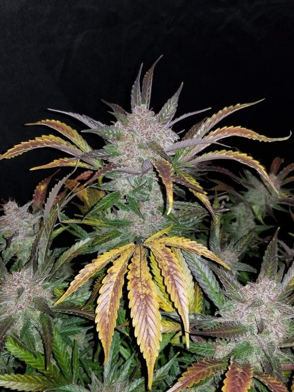 Cannabis-Seed 46 - Cream Cookies Auto 03_420.mt