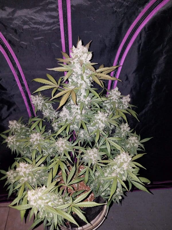 Cannabis-Seed 47 - Girl Scout Cookies Auto 03_420.mt