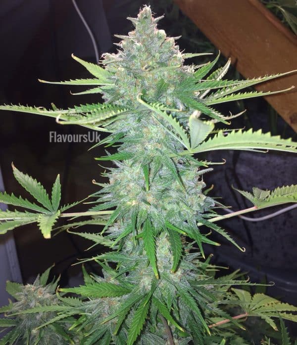 Cannabis-Seed 47 - Girl Scout Cookies Auto 04_420.mt