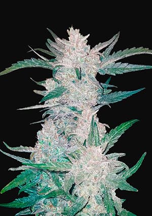 Seed 48 - Mexican Airlines Auto 01_420.mt
