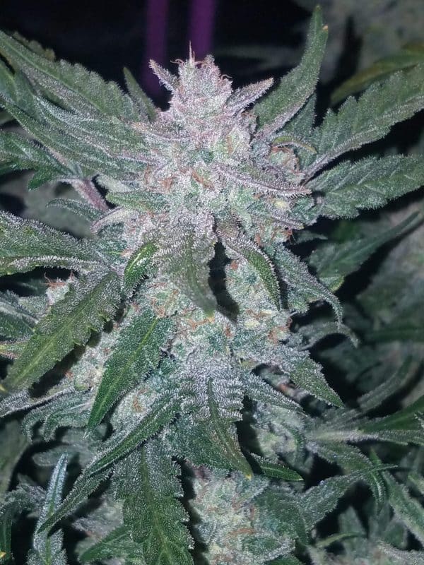 Cannabis-Seed 48 - Mexican Airlines Auto 04_420.mt
