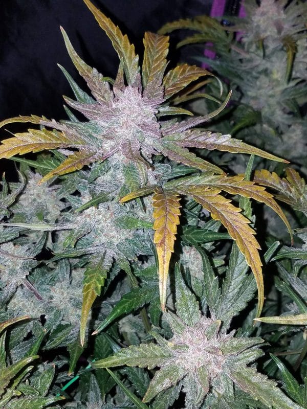 Cannabis-Seed 48 - Mexican Airlines Auto 05_420.mt