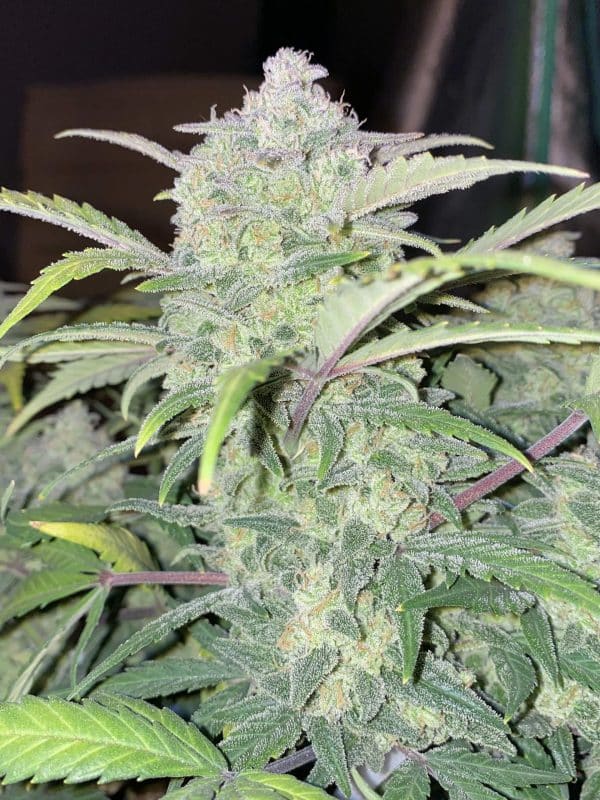 Cannabis Seed 50 - Chemdawg Auto 03_420.mt