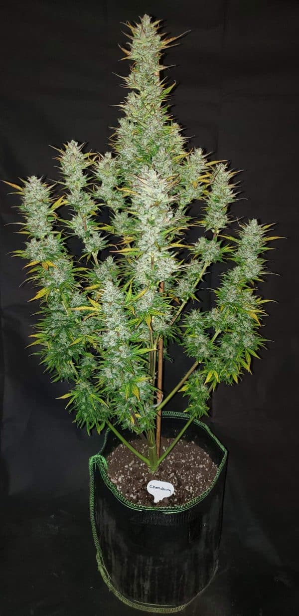Cannabis Seed 50 - Chemdawg Auto 05_420.mt