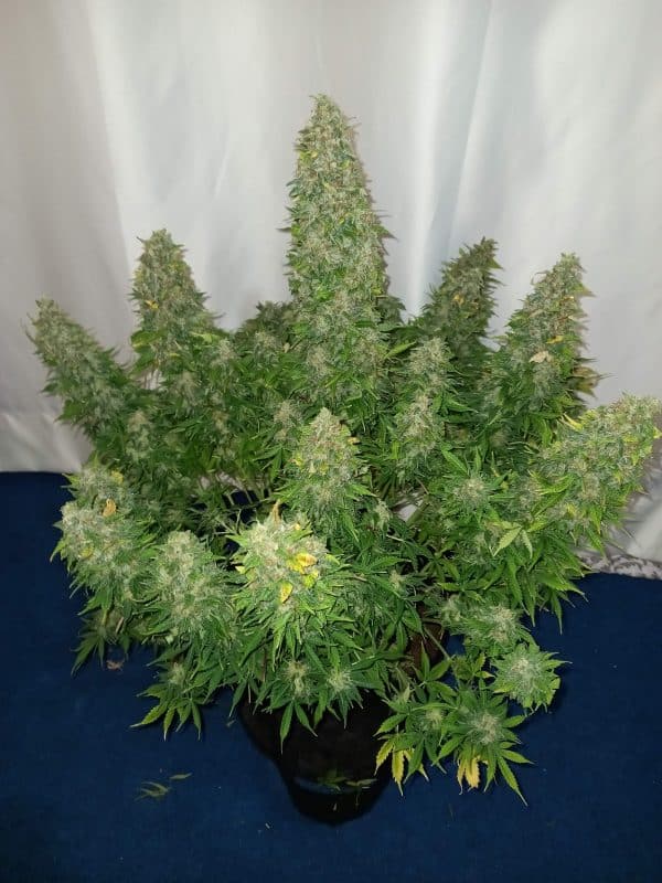Cannabis Seed 51 - Sour Diesel 04_420.mt