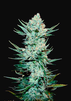 Seed 52 - Tangie Auto 01_420.mt