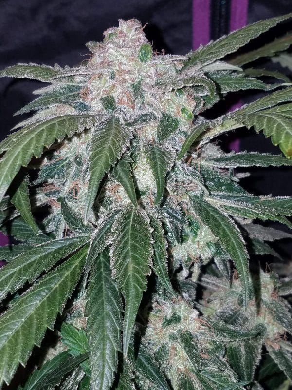 Cannabis Seed 52 - Tangie Auto 02_420.mt