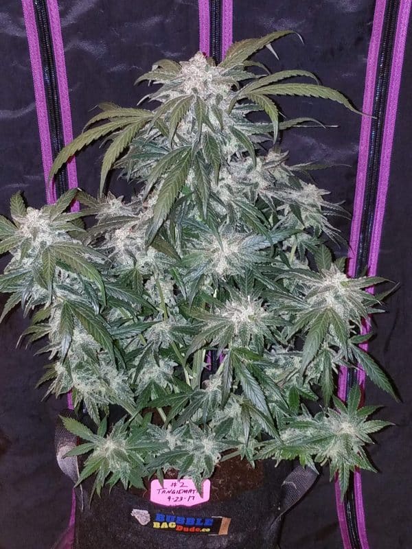 Cannabis Seed 52 - Tangie Auto 04_420.mt