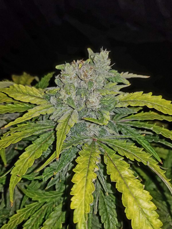 Cannabis Seed 53 - CBD Auto 1I1 03_420.mt