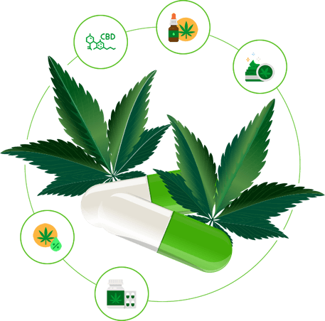 cannabis leaves benefits_420.mt