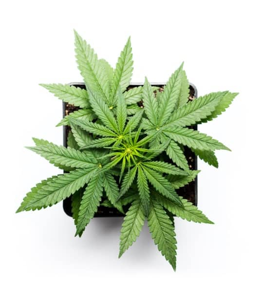 cannabis leaves in a soil medium 2_420.mt