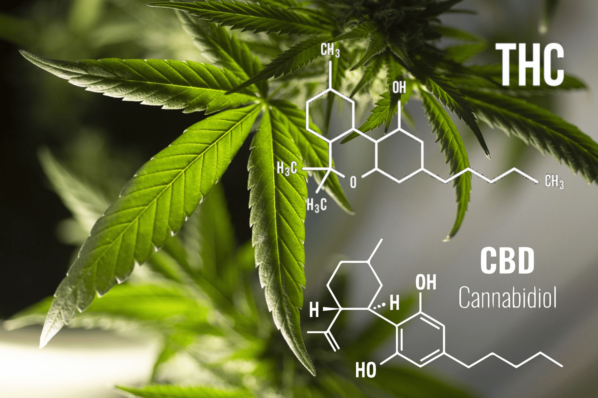 What Distinguishes Cannabis, Marijuana, Hemp, CBD & THC?
