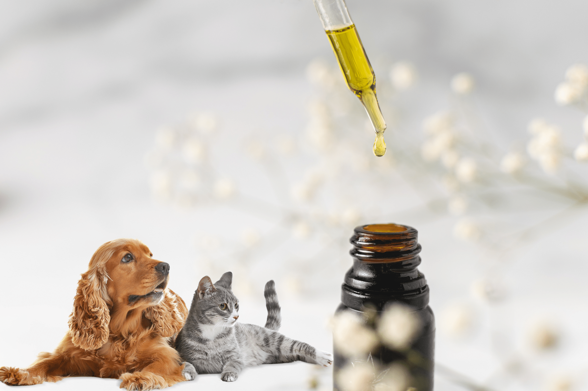 Is CBD or Cannabis Good for Pets?