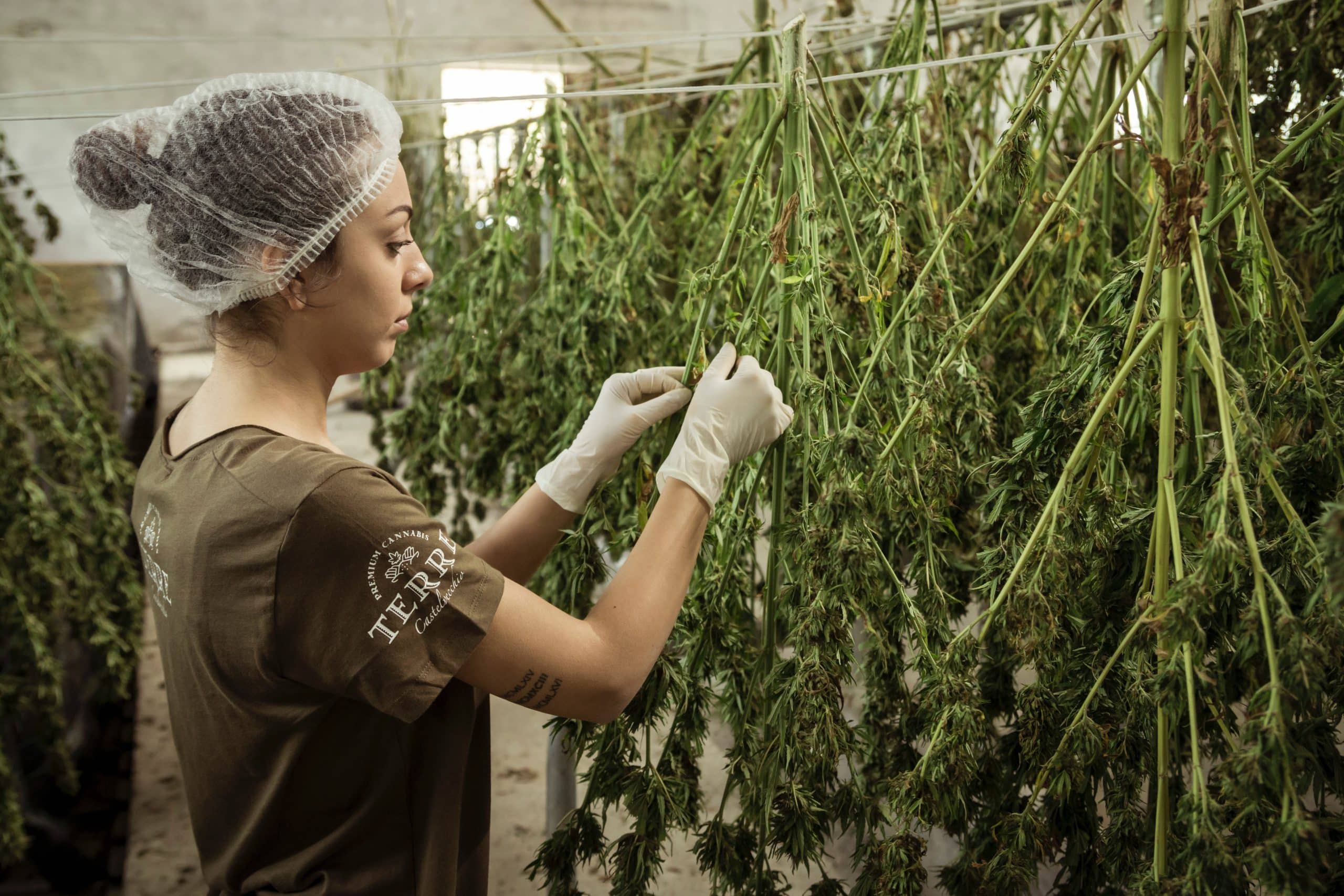 How Much Weed Can You Get from Growing One Cannabis Plant?